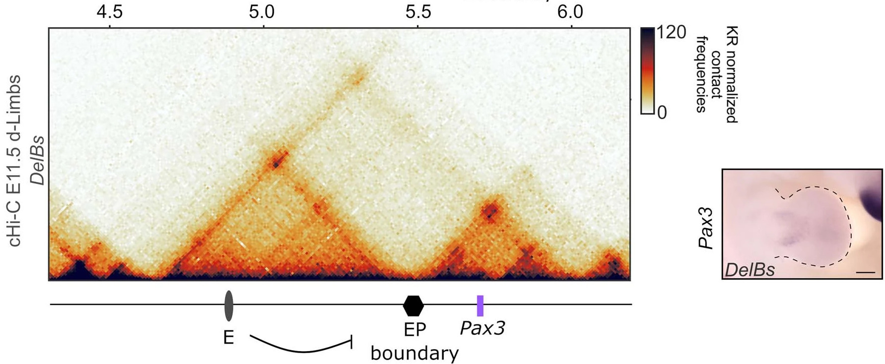 In vivo dissection of a clustered-CTCF domain boundary reveals developmental principles of regulatory insulation