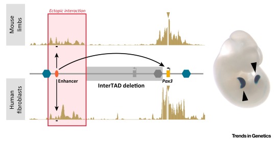 Breaking TADs: How Alterations of Chromatin Domains Result in Disease