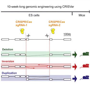 Deletions, Inversions, Duplications: Engineering of Structural Variants using CRISPR Cas in Mice