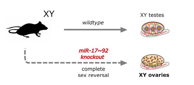 Complete male-to-female sex reversal in XY mice lacking the miR-17 92 cluster