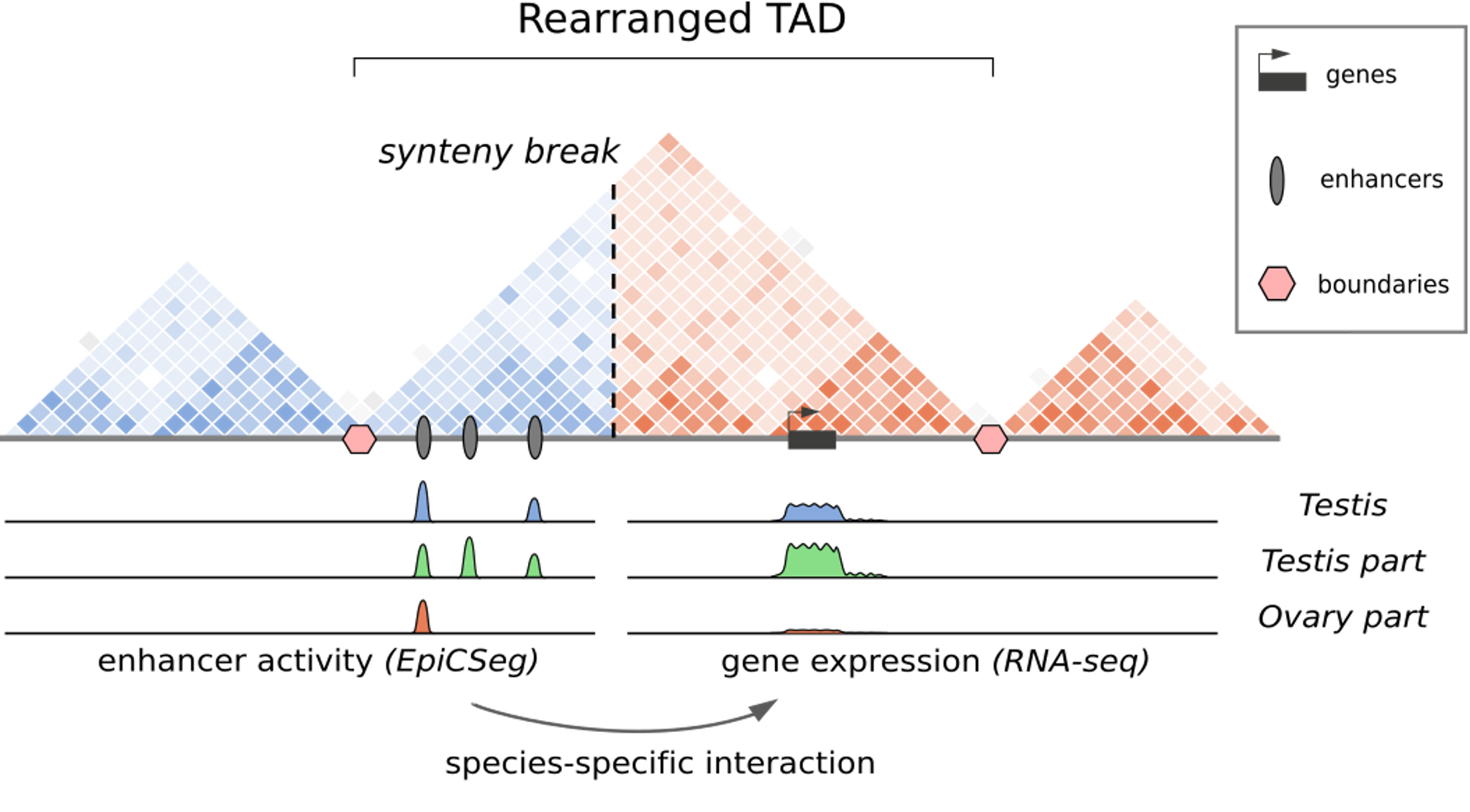 The mole genome reveals regulatory rearrangements associated with adaptive intersexuality