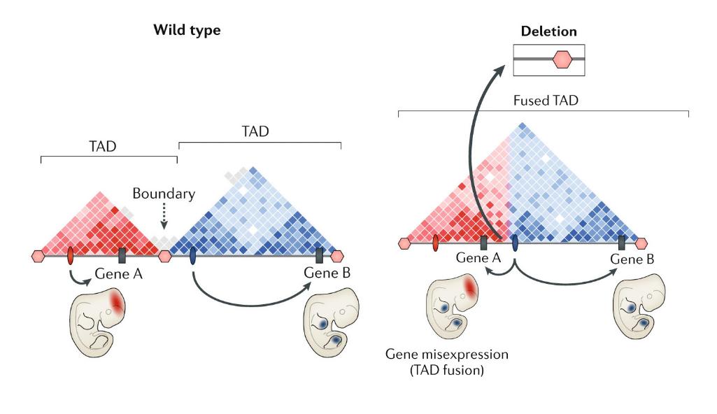 Structural variation in the 3D genome